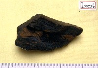 藏品(肢骨碎塊)的圖片